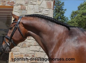 PRE Mix, Gelding, 5 years, 16,1 hh, Brown