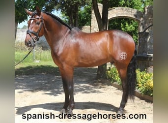 PRE Mix, Gelding, 5 years, 16,1 hh, Brown