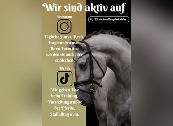 PRE Mix, Gelding, 5 years, 16,1 hh, Grey-Dark-Tan