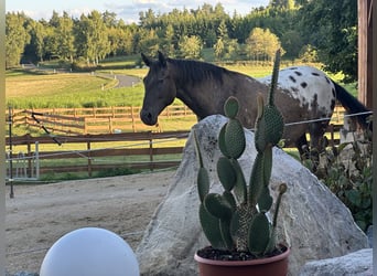 PRE Mix, Gelding, 5 years, 16,1 hh, Leopard-Piebald