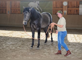 PRE Mix, Gelding, 5 years, 16,2 hh, Grey-Dark-Tan