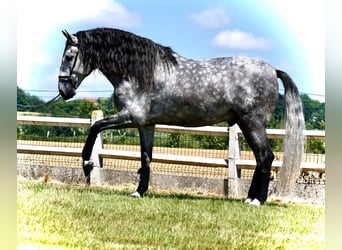 PRE, Gelding, 5 years, 16,2 hh, Grey