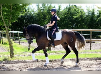 PRE Mix, Gelding, 5 years, 16,2 hh, Grey