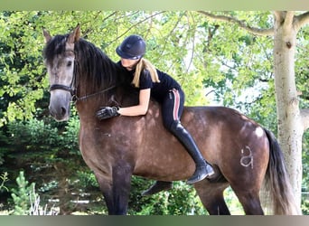 PRE Mix, Gelding, 5 years, 16,2 hh, Grey
