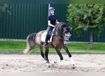 PRE Mix, Gelding, 5 years, 16,2 hh, Grey