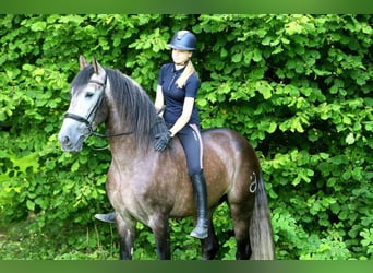 PRE Mix, Gelding, 5 years, 16,2 hh, Grey