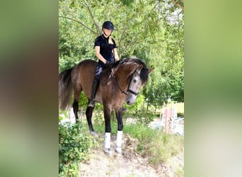 PRE Mix, Gelding, 5 years, 16,2 hh, Grey