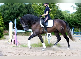 PRE Mix, Gelding, 5 years, 16,2 hh, Grey