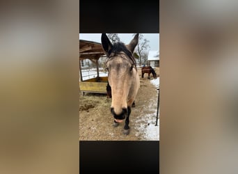 PRE Mix, Gelding, 5 years, 17 hh, Buckskin