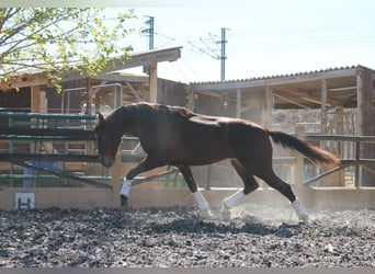 PRE Mix, Gelding, 5 years, Chestnut-Red