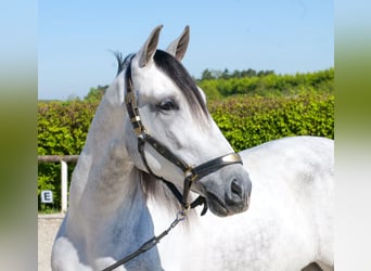 PRE, Gelding, 5 years, Grey
