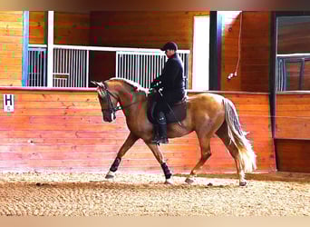 PRE, Gelding, 5 years, Palomino