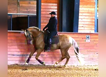 PRE, Gelding, 5 years, Palomino
