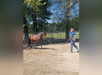 PRE Mix, Gelding, 6 years, 14.2 hh, Bay-Dark