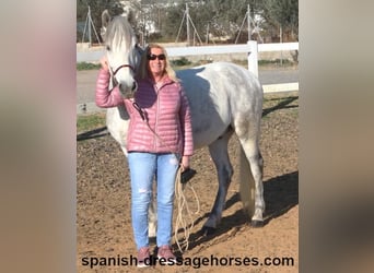 PRE Mix, Gelding, 6 years, 15,1 hh, Gray