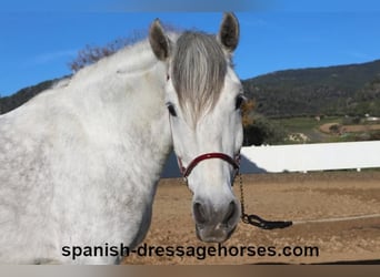 PRE Mix, Gelding, 6 years, 15,1 hh, Gray