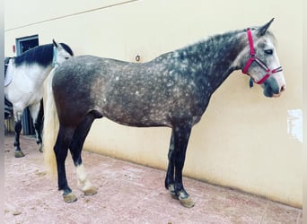 PRE Mix, Gelding, 6 years, 15.1 hh, Gray-Red-Tan
