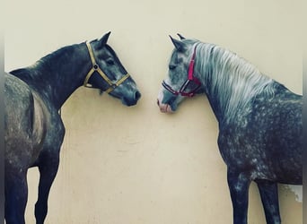PRE Mix, Gelding, 6 years, 15.1 hh, Gray-Red-Tan