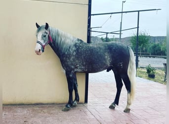 PRE Mix, Gelding, 6 years, 15.1 hh, Gray-Red-Tan