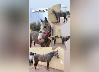 PRE Mix, Gelding, 6 years, 15.1 hh, Gray-Red-Tan