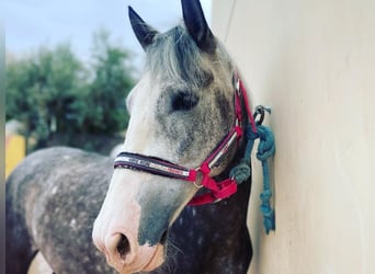 PRE Mix, Gelding, 6 years, 15.1 hh, Gray-Red-Tan