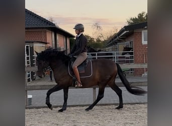 PRE Mix, Gelding, 6 years, 15.2 hh, Bay-Dark