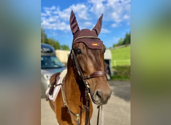 PRE Mix, Gelding, 6 years, 15,2 hh, Bay-Dark