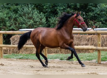 PRE, Gelding, 6 years, 15.2 hh, Bay