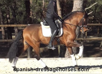 PRE Mix, Gelding, 6 years, 15,2 hh, Brown