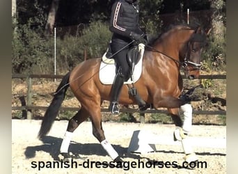 PRE Mix, Gelding, 6 years, 15,2 hh, Brown