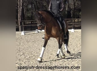 PRE Mix, Gelding, 6 years, 15,2 hh, Brown