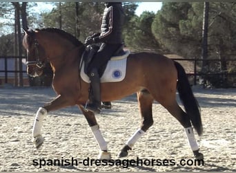 PRE Mix, Gelding, 6 years, 15,2 hh, Brown