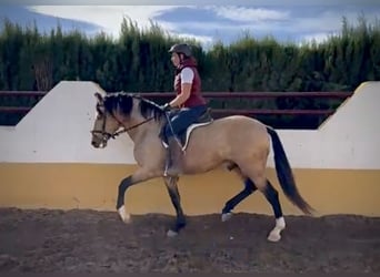 PRE, Gelding, 6 years, 15,2 hh, Buckskin