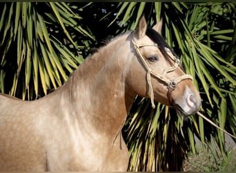 PRE, Gelding, 6 years, 15,2 hh, Buckskin