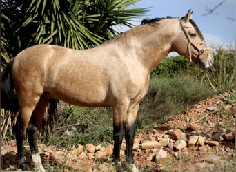 PRE, Gelding, 6 years, 15,2 hh, Buckskin