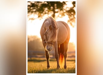 PRE Mix, Gelding, 6 years, 15.2 hh, Champagne