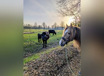 PRE Mix, Gelding, 6 years, 15.2 hh, Champagne