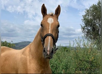 PRE Mix, Gelding, 6 years, 15.2 hh, Palomino