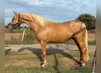 PRE Mix, Gelding, 6 years, 15.2 hh, Palomino