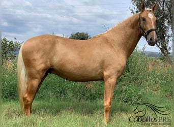 PRE Mix, Gelding, 6 years, 15.2 hh, Palomino
