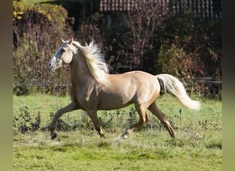 PRE, Gelding, 6 years, 15.2 hh, Palomino