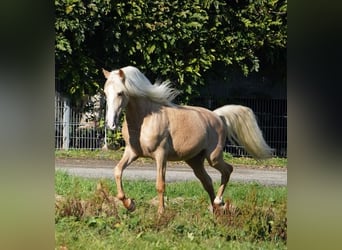 PRE, Gelding, 6 years, 15.2 hh, Palomino