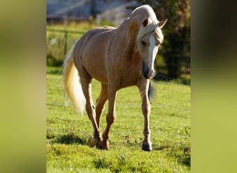 PRE, Gelding, 6 years, 15.2 hh, Palomino