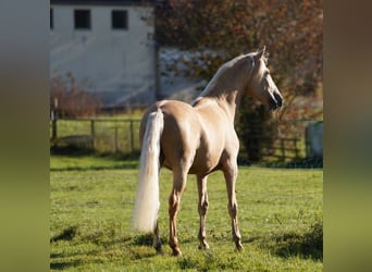 PRE, Gelding, 6 years, 15.2 hh, Palomino