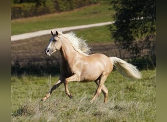 PRE, Gelding, 6 years, 15.2 hh, Palomino