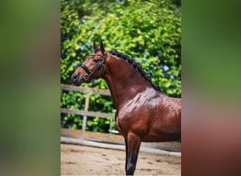 PRE, Gelding, 6 years, 15.3 hh, Brown
