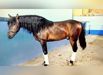 PRE, Gelding, 6 years, 15.3 hh, Brown