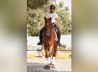 PRE Mix, Gelding, 6 years, 15.3 hh, Chestnut-Red