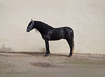 PRE Mix, Gelding, 6 years, 15.3 hh, Grey