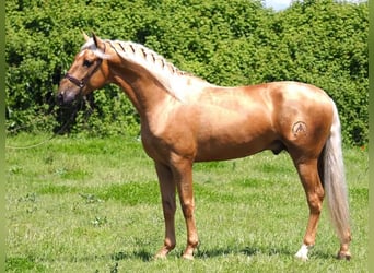 PRE Mix, Gelding, 6 years, 15.3 hh, Palomino